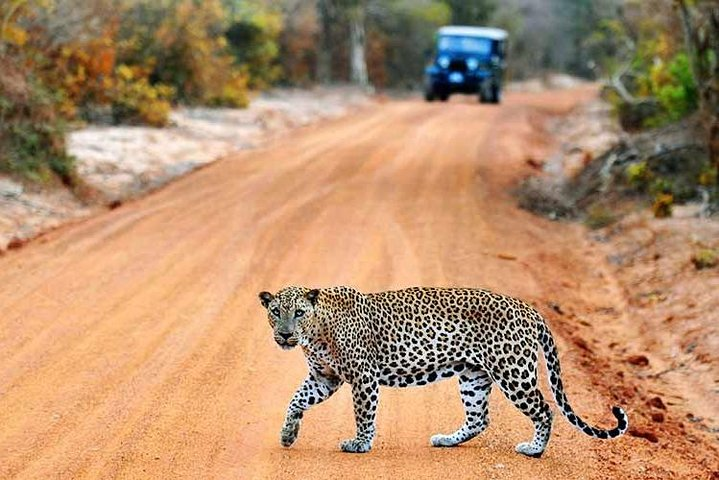 Half Day Safari at Yala National Park From Hambantota - Photo 1 of 8